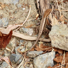 Longtail Spiny Lizard (Sceloporus siniferus)