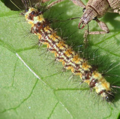 Genus Hyalurga