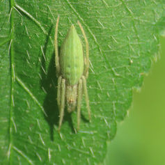 Eustala Orbweaver Spider