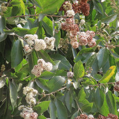 Spanish Elm (Cordia alliodora)