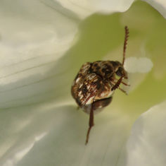 Pea and Bean Weevil (Genus Acanthoscelides)