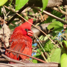 Northern Cardinal (Cardinalis cardinalis) - Male