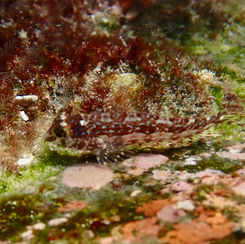 Zaca Blenny (Malacoctenus zacae)