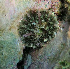 Actinostella bradleyi -Sea Anemone