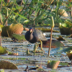 Purple Gallinule (Porphyrio martinica)