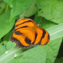 Banded Orange Heliconian (Dryadula phaetusa) 