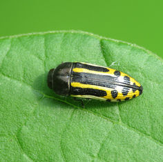 Acmaeodera scalaris