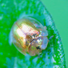 Golden Tortoise Beetle (Charidotella sepunctata)