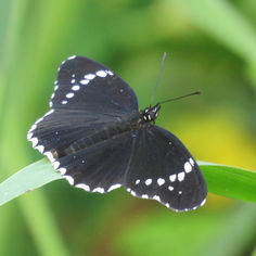Simple Patch (Chlosyne hippodrome)