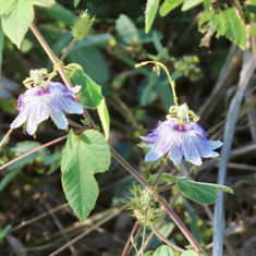 Stinking Passionflower (Passiflora foetida)