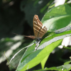 Many-banded Daggerwing (Marpesia chiron)