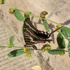 Dark Kite-swallowtail (Eurytides philolaus)