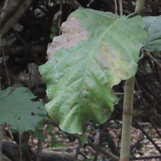 Coccoloba barbadensis