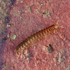 Greenhouse Millipede (Oxidus gracilis)