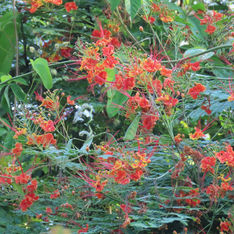 Peacock Flower (Caesalpinia pulcherrima)