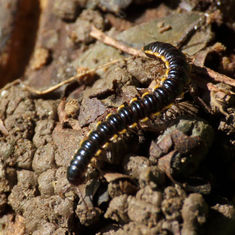 Long-flange Millipede (Orthomorpha coarctata)