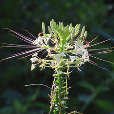 Spiny Spider-Flower (Cleome spinosa)