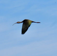 Limpkin (Aramus guarauna)