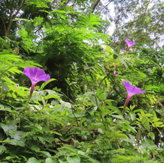 Brazilian Morning-Glory (Ipomoea setosa)
