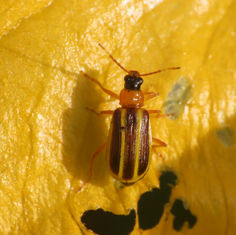 Genus Acalymma - Flea Beetle