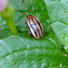 Flea Beetles (Kuschelina tenuilineata)
