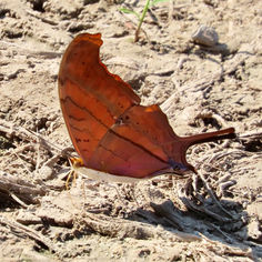 Ruddy Daggerwing (Marpesia petreus)