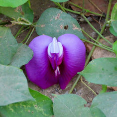 Sentro (Centrosema pubescens)