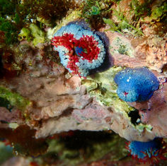 Cortez Sea Anemone (Bunodosoma californicum)