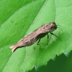 Agrilus langei