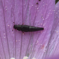 Genus Conotelus - Sap-feeding Beetle