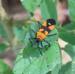 Oncopeltus - Seed Bug