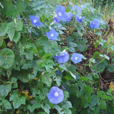 Japanese Morning (Glory Ipomoea nil)