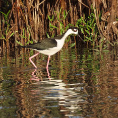 Black-necked Stilt (Himantopus mexicanus)