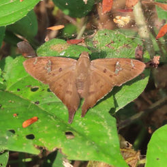 Asine Longtail (Polythrix asine)