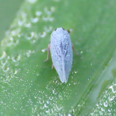 Cedusa Planthopper