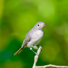 Blue-grey Gnatcatcher (Polioptila caerulea)