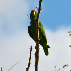 White-fronted Parrot (Amazona albifrons)