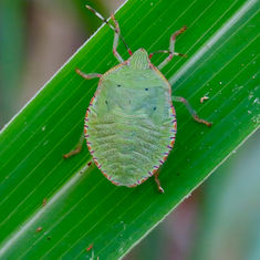 Chlorocoris distinctus