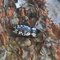 Zopherus nodulosus