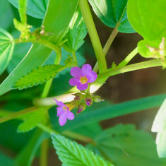 Melochia pyramidata (Pyramid Flower)