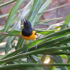 Black-vented Oriole (Icterus wagleri)