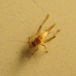 Unknown Cricket