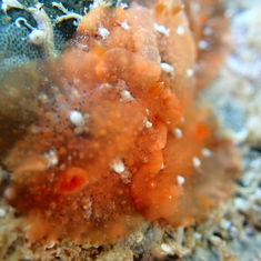 Doriopsilla janaina