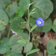 Tropical Speedwell (Evolvulus alsinoides)