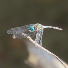 Thornbush Dasher (Micrathyria hagenii)