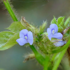 Calopo (Calopogonium mucunoides)