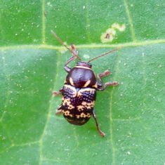 Cryptocephalus irroratus - Case-bearing leaf beetle