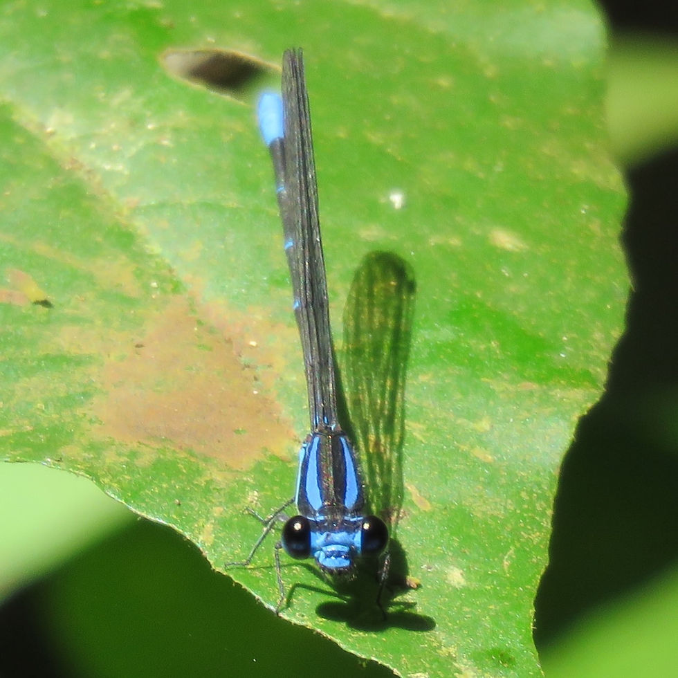 Damselflies