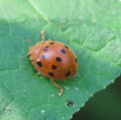 Southern Squash Lady Beetle (Epilachna tredecimnotata)