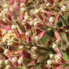 Salpianthus arenarius